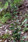 Epipactis tremolsii