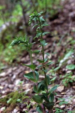 Epipactis tremolsii