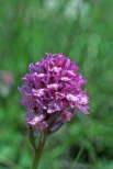 Orchis tridentata