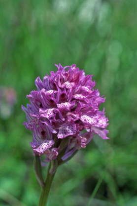 Orchis tridentata