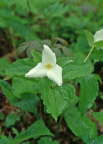 Western Wake Robin